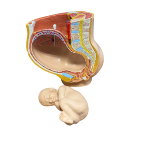 3B Anatomisch model zwangerschap