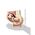 3B Anatomisch model zwangerschap