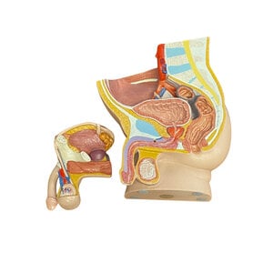 3B Anatomisch model mannelijk bekken en urinestelsel