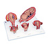 3B Zwangerschapsmodelserie, 5 Embryo- en Foetusmodellen op basis