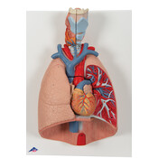 3B Menselijk Longmodel met Strottenhoofd, 7-delig