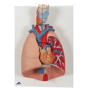 3B Menselijk Longmodel met Strottenhoofd, 7-delig