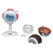 3B Menselijk Oogmodel, 3× ware grootte, 6-delig