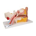 3B Menselijk Oormodel, 3× ware grootte, 4-delig
