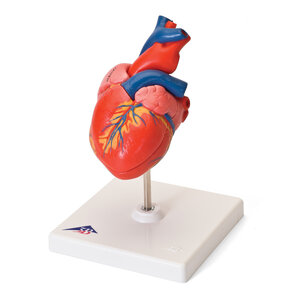 3B Klassiek Menselijk Hartmodel, 2-delig