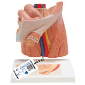 3B Inguinale Herniamodel (Urologie)