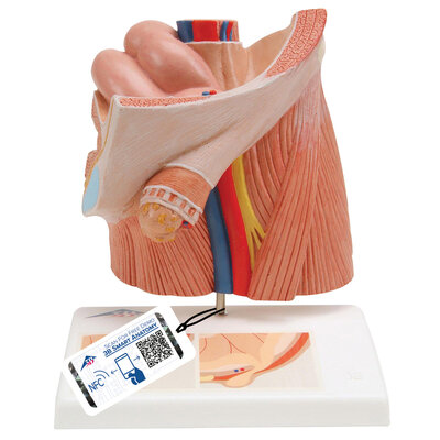 3B Inguinale Herniamodel (Urologie)