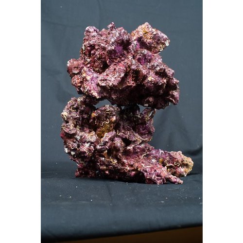 Real Reef Real Reef Rock - Mix box 4th generation XXS Real Reef Real Reef Rock - Mix box 4th generation XXS