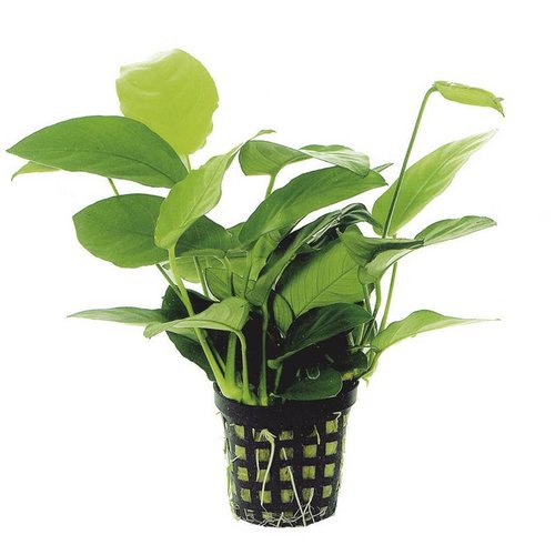 Anubias Nana 5 cm pot Anubias Nana 5 cm pot