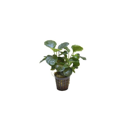 Anubias Nana Coin 5 cm pot Anubias Nana Coin 5 cm pot