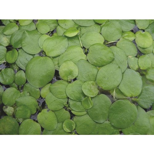 Bakje Limnobium Leavigatum (Amazone Kikkerbeet) 3 stuks Bakje Limnobium Leavigatum (Amazone Kikkerbeet) 3 stuks