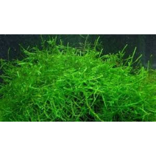 Bakje Vesicularia Dubyana (Javamos) Bakje Vesicularia Dubyana (Javamos)