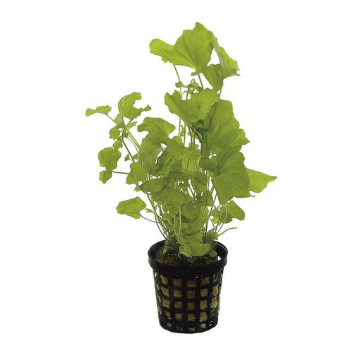 CARDAMINE LYRATA 5 CM POT CARDAMINE LYRATA 5 CM POT