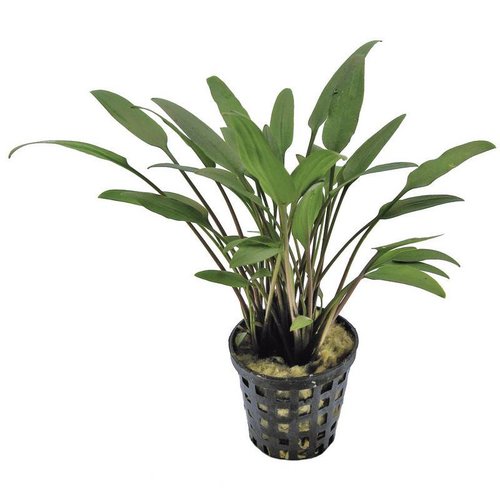Cryptocoryne Nevelli 5 cm pot Cryptocoryne Nevelli 5 cm pot