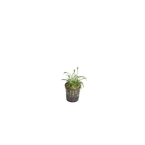 Cryptocoryne Parva 5 cm pot Cryptocoryne Parva 5 cm pot