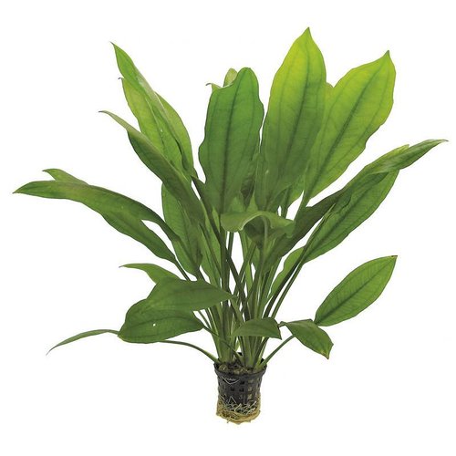 Echinodorus Bleheri (Amazone Zwaardplant) 5 cm pot Echinodorus Bleheri (Amazone Zwaardplant) 5 cm pot