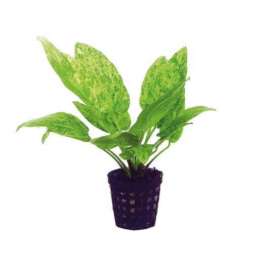 Echinodorus Cordifolius Marble Queen 5cm pot Echinodorus Cordifolius Marble Queen 5cm pot