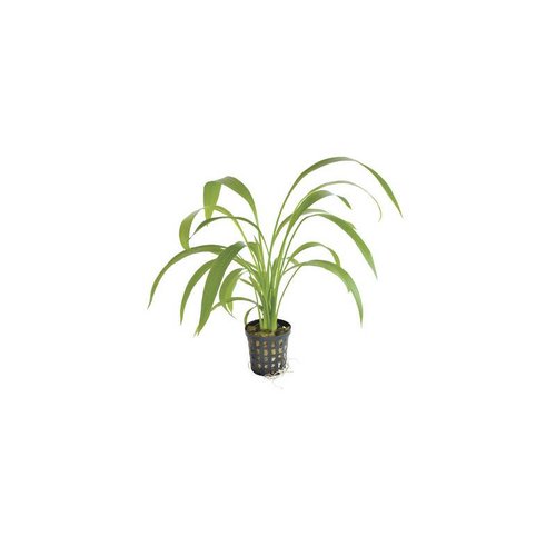 Echinodorus Decumbens 5 cm pot Echinodorus Decumbens 5 cm pot