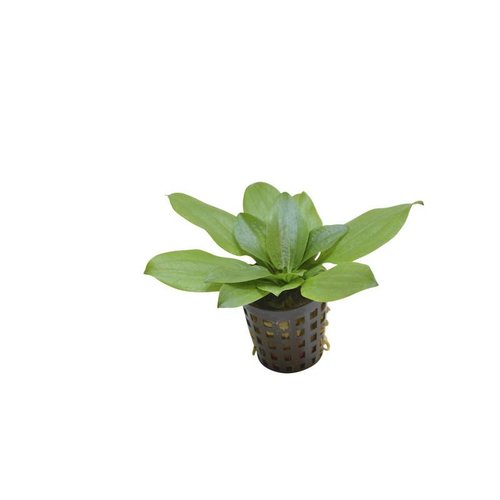Echinodorus Gabrielii 5 cm pot Echinodorus Gabrielii 5 cm pot