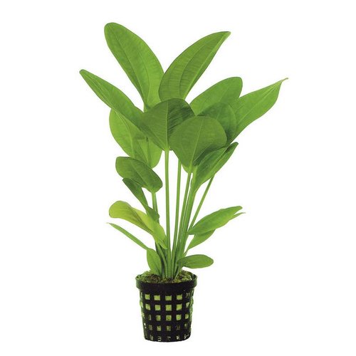 Echinodorus Harbii 5 cm pot Echinodorus Harbii 5 cm pot