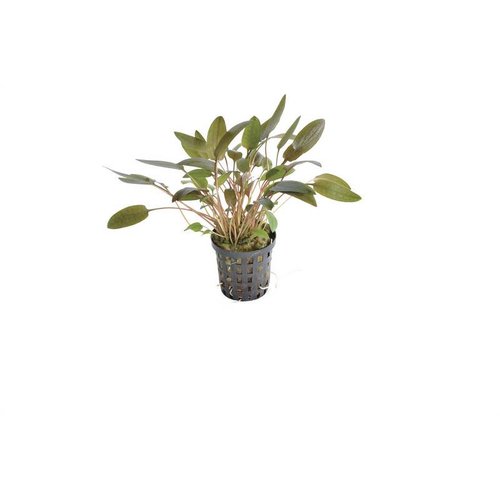 CRYPTOCORYNE WENDTII BRUIN 5 CM POT CRYPTOCORYNE WENDTII BRUIN 5 CM POT