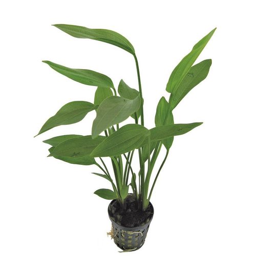 Echinodorus Parviflorus 5 cm pot Echinodorus Parviflorus 5 cm pot