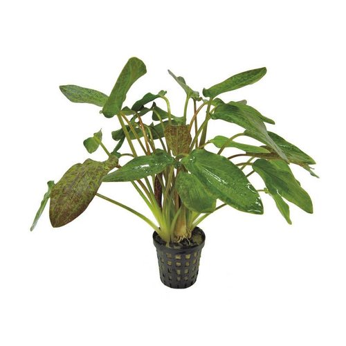 Echinodorus Purpurea 5 cm pot Echinodorus Purpurea 5 cm pot
