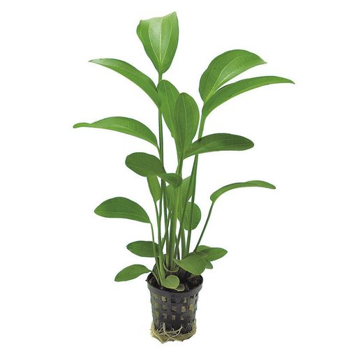 Echinodorus Radicans 5 cm pot Echinodorus Radicans 5 cm pot