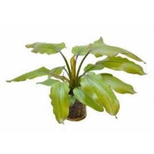 Echinodorus Red Wild Gras 5 cm pot Echinodorus Red Wild Gras 5 cm pot