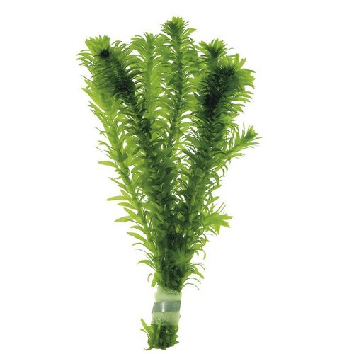 Elodea Densa (Waterpest) Eco Bos Elodea Densa (Waterpest) Eco Bos
