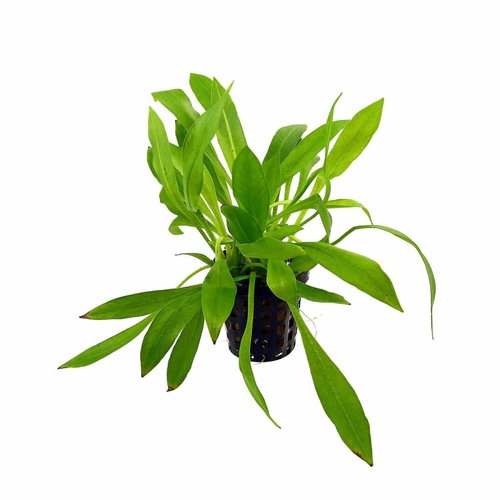 HELANTHIUM BOLIVIANUM 5 CM POT HELANTHIUM BOLIVIANUM 5 CM POT