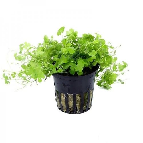 HYDROCOTYLE TRIPARTITA 5 CM POT HYDROCOTYLE TRIPARTITA 5 CM POT