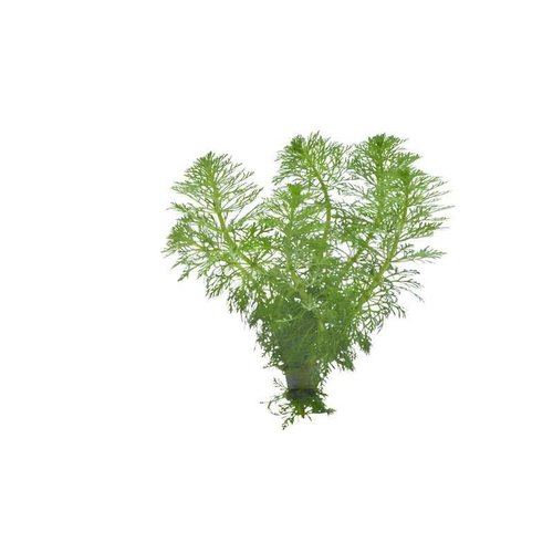 Limnophila Herophylla Eco Bos Limnophila Herophylla Eco Bos