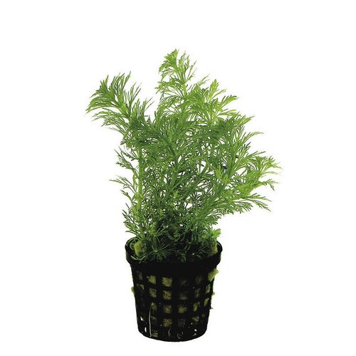 Limnophila Heterophylla 5 cm pot Limnophila Heterophylla 5 cm pot