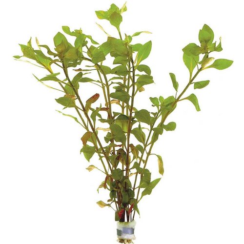 Ludwigia Palustris (Waterlepeltje) Rood Eco Bos Ludwigia Palustris (Waterlepeltje) Rood Eco Bos
