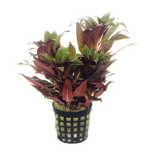 Ludwigia Peruviana 5 cm pot Ludwigia Peruviana 5 cm pot
