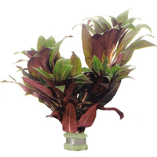 Ludwigia Peruviana Eco Bos Ludwigia Peruviana Eco Bos