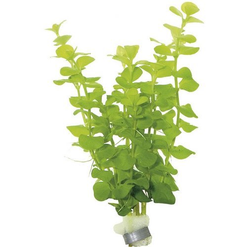 Lysimachia Nummularia (Penningkruid) Eco Bos Lysimachia Nummularia (Penningkruid) Eco Bos