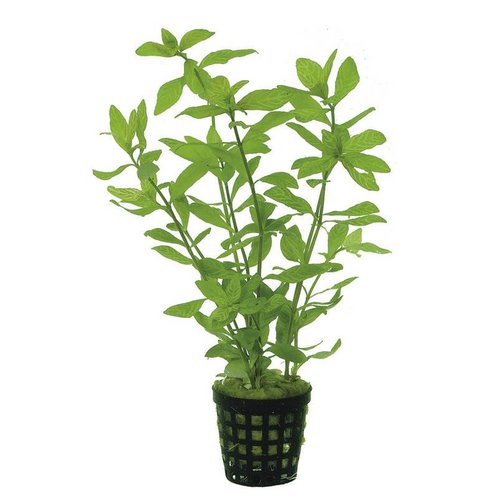 Hygrophila Rosae Australis 5 cm pot Hygrophila Rosae Australis 5 cm pot