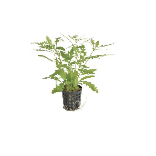 Hygrophila Pinnatifida 5 cm pot Hygrophila Pinnatifida 5 cm pot