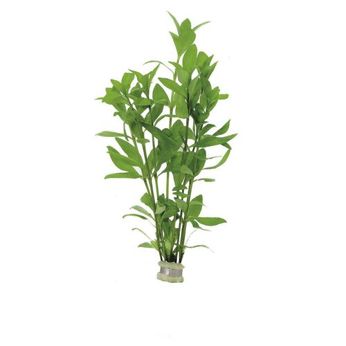 Hygrophila Polysperma (Belgisch groen) Eco Bos Hygrophila Polysperma (Belgisch groen) Eco Bos