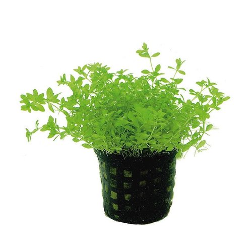 Micranthemum Micranthemoides 5 cm pot Micranthemum Micranthemoides 5 cm pot