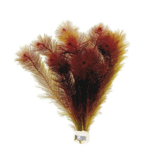 Myriophyllum Matogrossense (rood) Eco Bos Myriophyllum Matogrossense (rood) Eco Bos