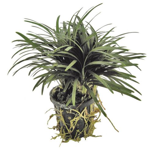 Ophiopogon Kyoto 5 cm pot Ophiopogon Kyoto 5 cm pot