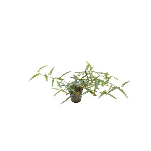PERSICARIA PRAETERMISSA RUBY 5 CM POT PERSICARIA PRAETERMISSA RUBY 5 CM POT