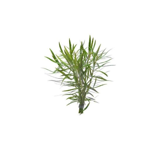 Pogostemon Stellatus Eco Bos Pogostemon Stellatus Eco Bos