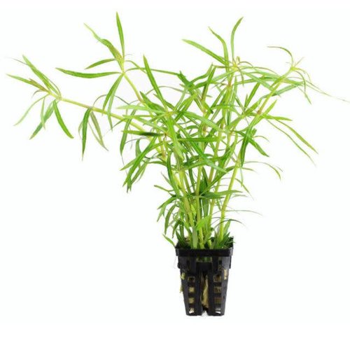 Pogostemon Stellatus 5 cm Pot Pogostemon Stellatus 5 cm Pot