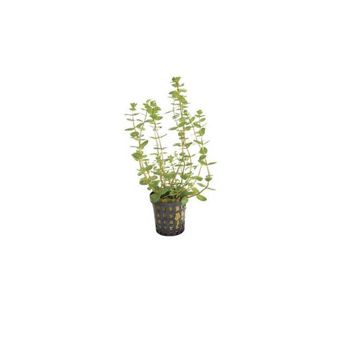 ROTALA MACRANDRA ( AMERICAANS PARELKRUID) GROEN 5 CM POT ROTALA MACRANDRA ( AMERICAANS PARELKRUID) GROEN 5 CM POT