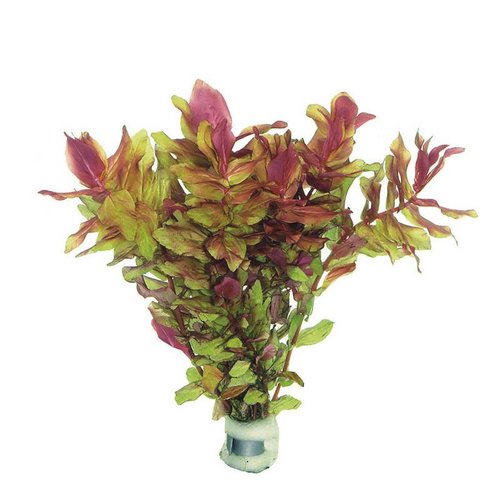 Rotala Macrandra (Amerikaans parelkruid) Eco Bos Rotala Macrandra (Amerikaans parelkruid) Eco Bos