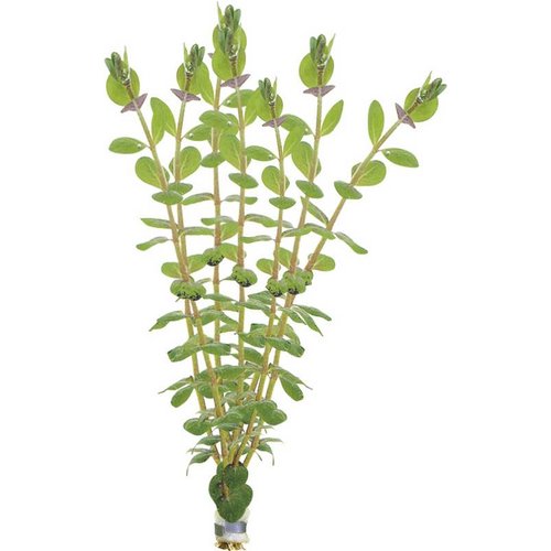 Rotala Rotundifolia Eco Bos Rotala Rotundifolia Eco Bos